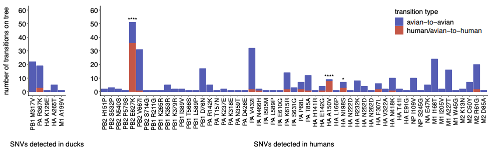 within-host SNVs