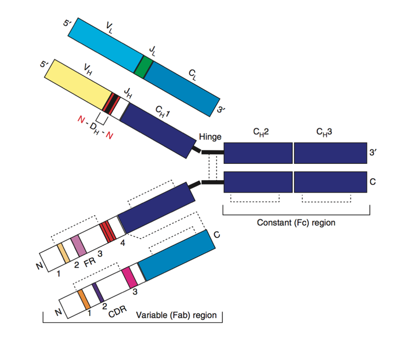 b cell repertoire